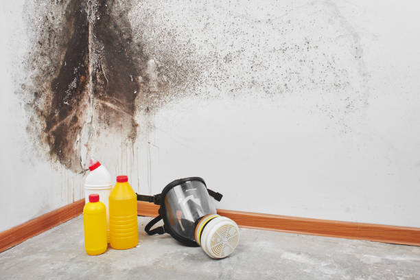 Mold Remediation for Vacation Homes in Coalville, UT